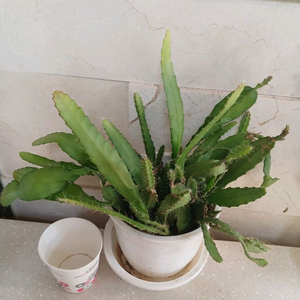 공작선인장 분홍꽃