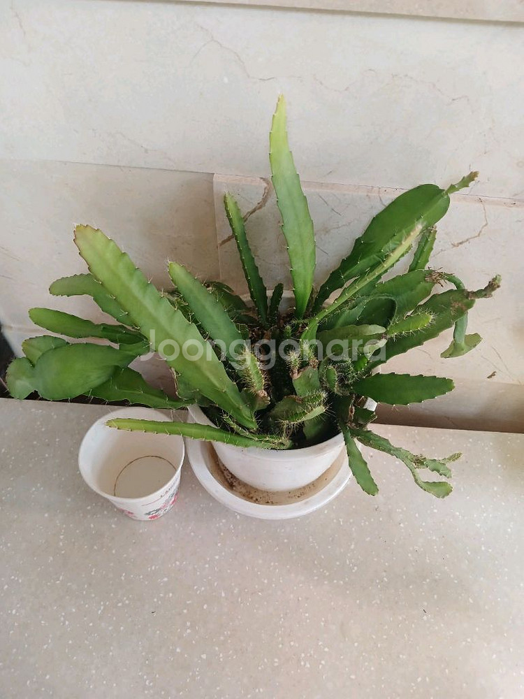 공작선인장 분홍꽃--1