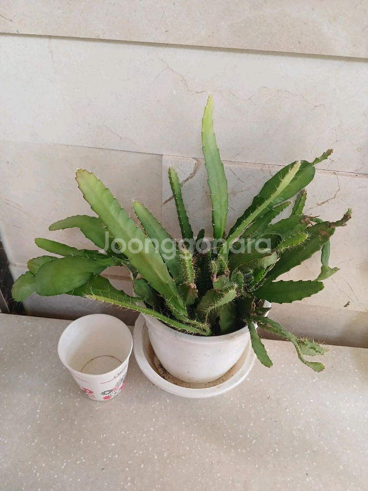 공작선인장 분홍꽃--2