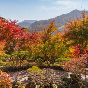 단풍 hwadam숲 11월9일 3시15분 성인2 입장권