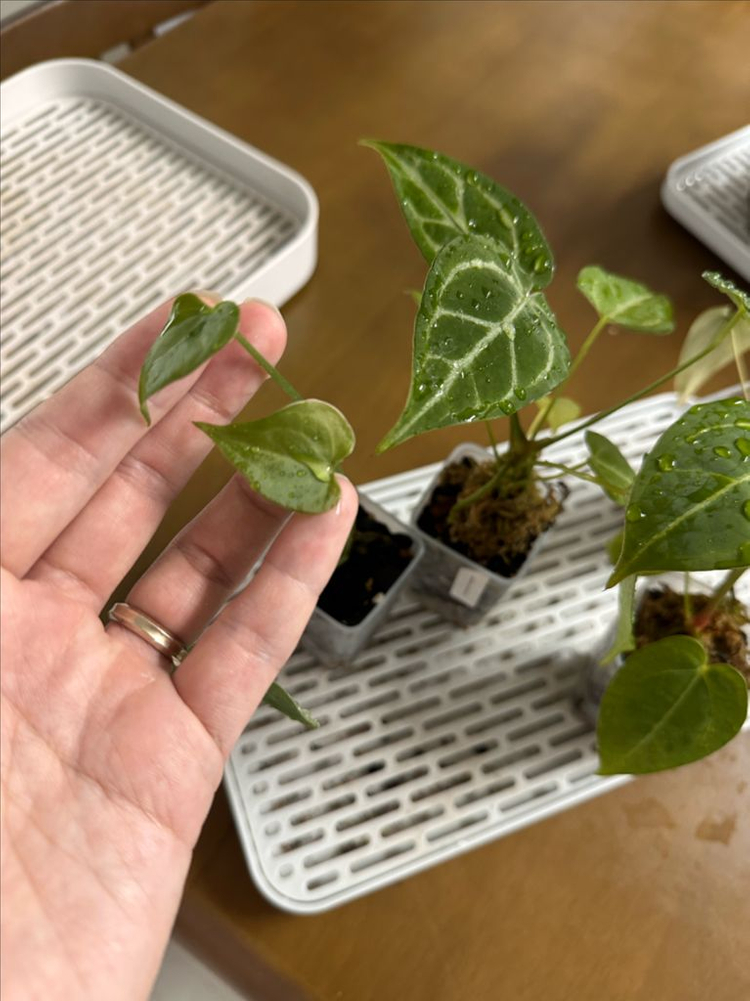 안스리움 4개묶음 세트 분양합니다--1