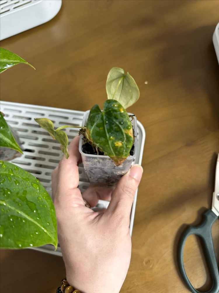 안스리움 4개묶음 세트 분양합니다--4