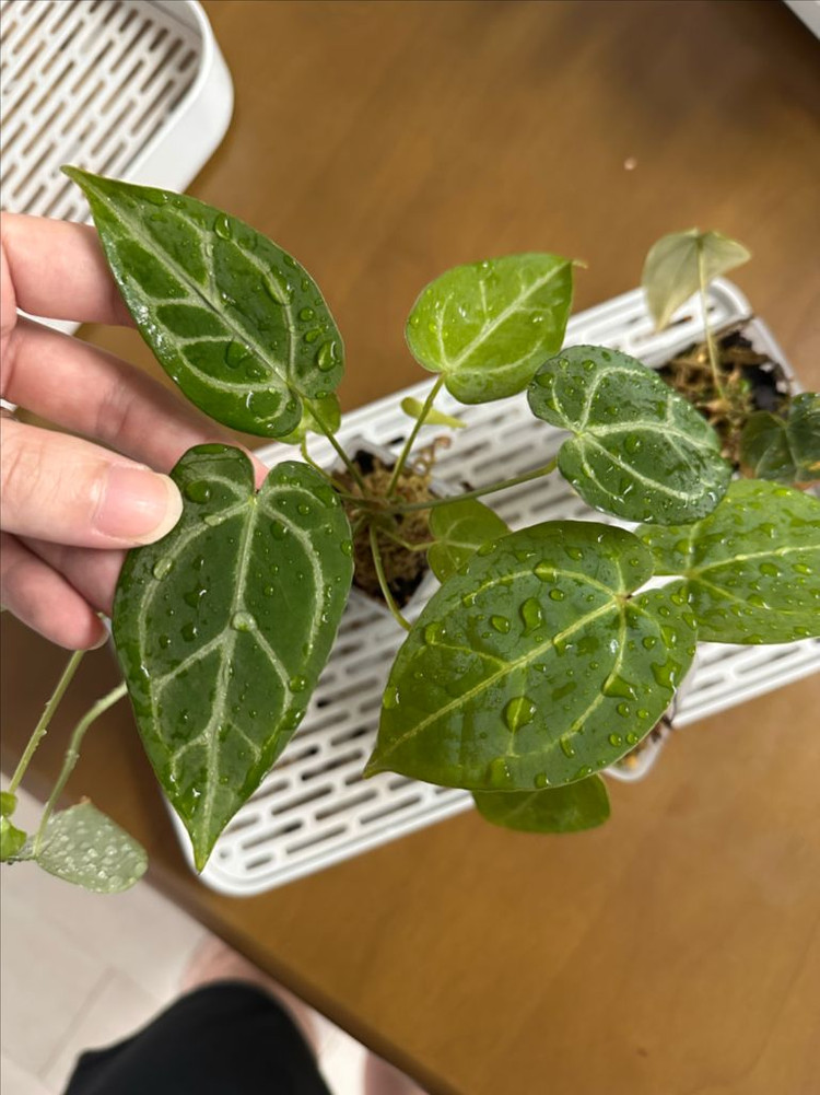 안스리움 4개묶음 세트 분양합니다--2