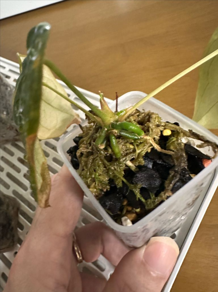 안스리움 4개묶음 세트 분양합니다--5