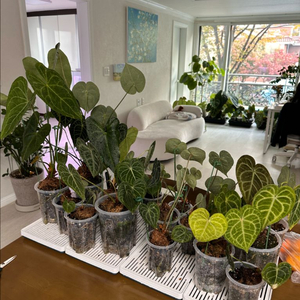 안스리움 클라리존 자리비움 통분양합니다