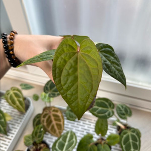 안스리움 레드베인다크피닉스x럭셔리 분양합니다