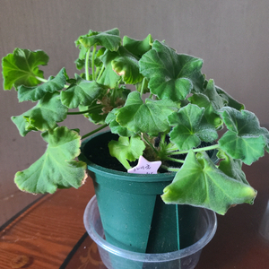 러시아 제라늄 아이굴