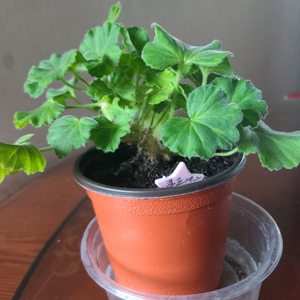 러시아 제라늄 폴로네즈