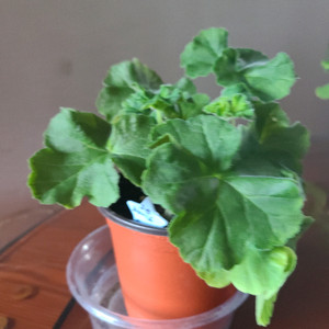 러시아 제라늄 로얄브라이드