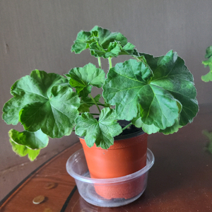 러시아 제라늄 메를레종2