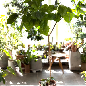 휘커스 움배르타