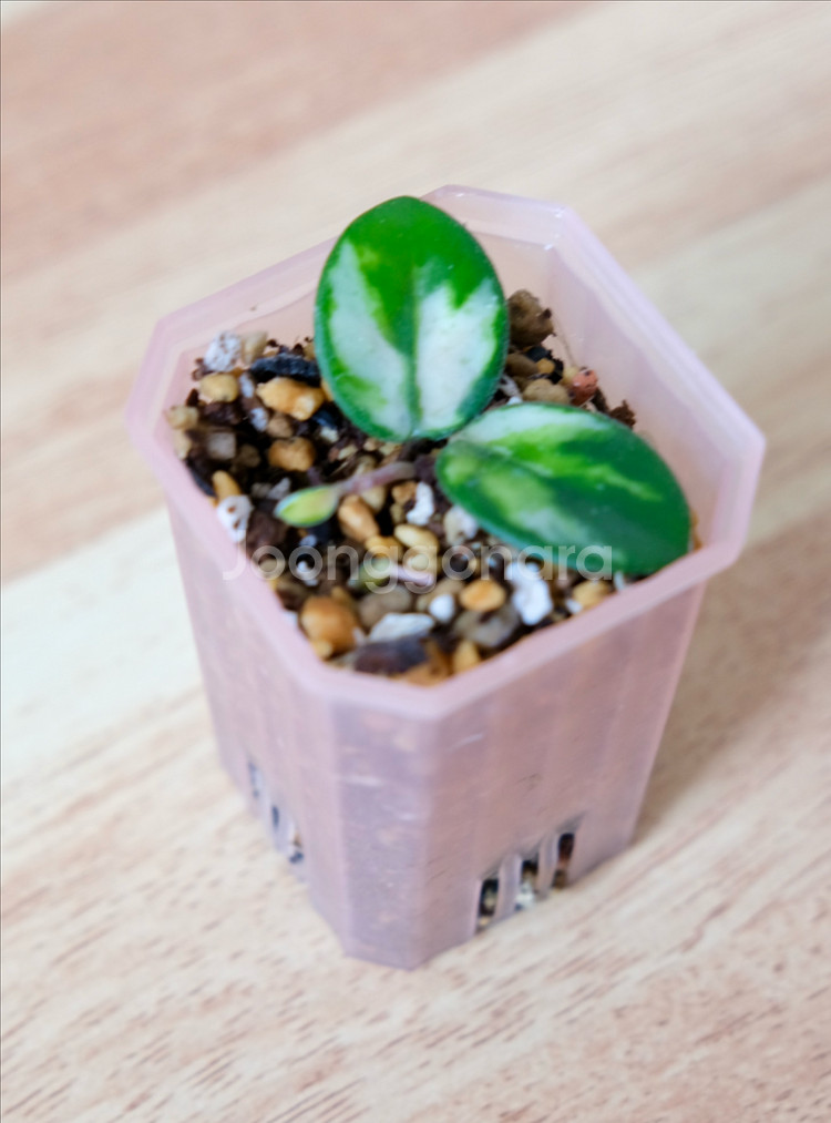 호야 마틸드 바리에가타--0