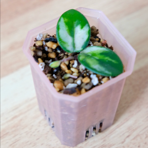 호야 마틸드 바리에가타