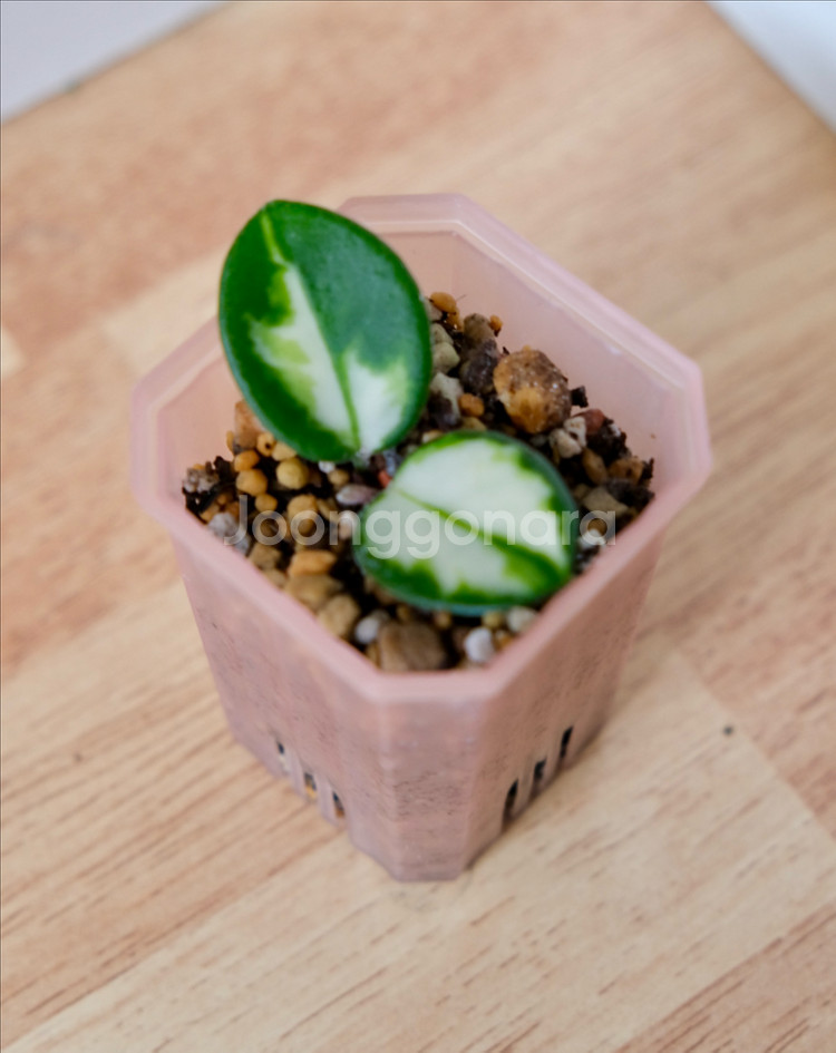 호야 마틸드 바리에가타--1