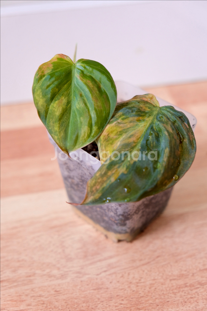 핑크 미칸 바리에가타--0