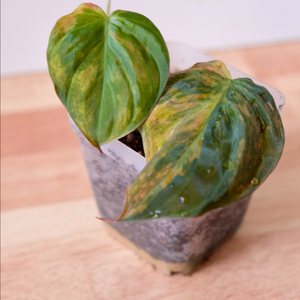 핑크 미칸 바리에가타