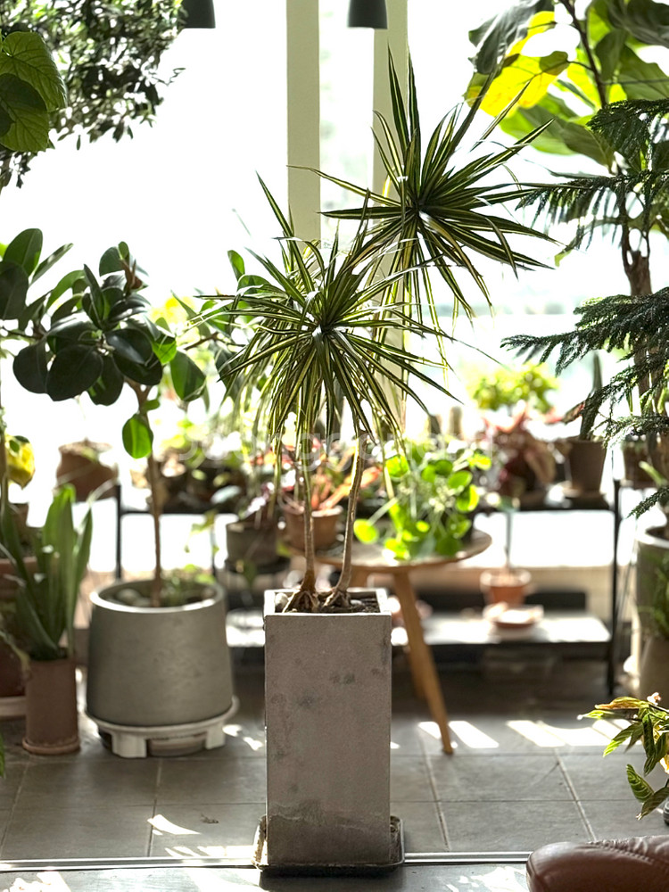 드라세나 마지나타--0