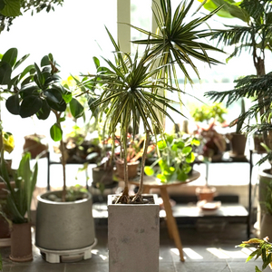 드라세나 마지나타