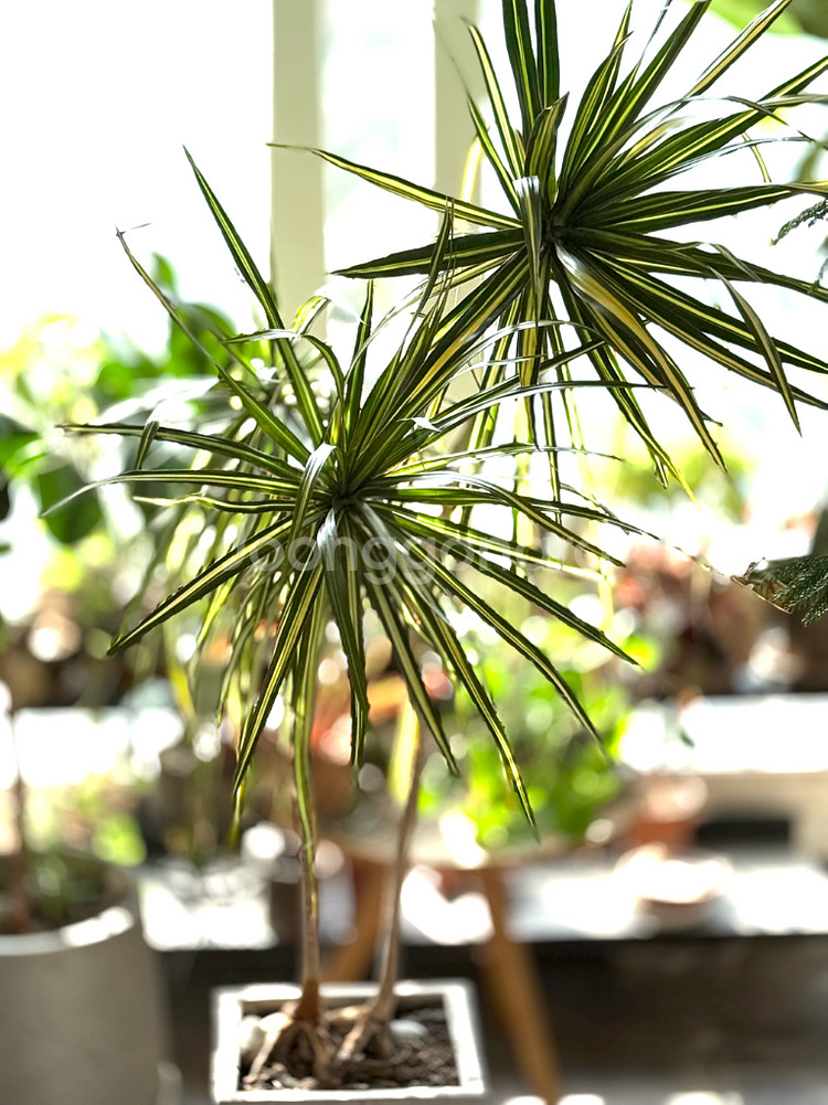 드라세나 마지나타--1