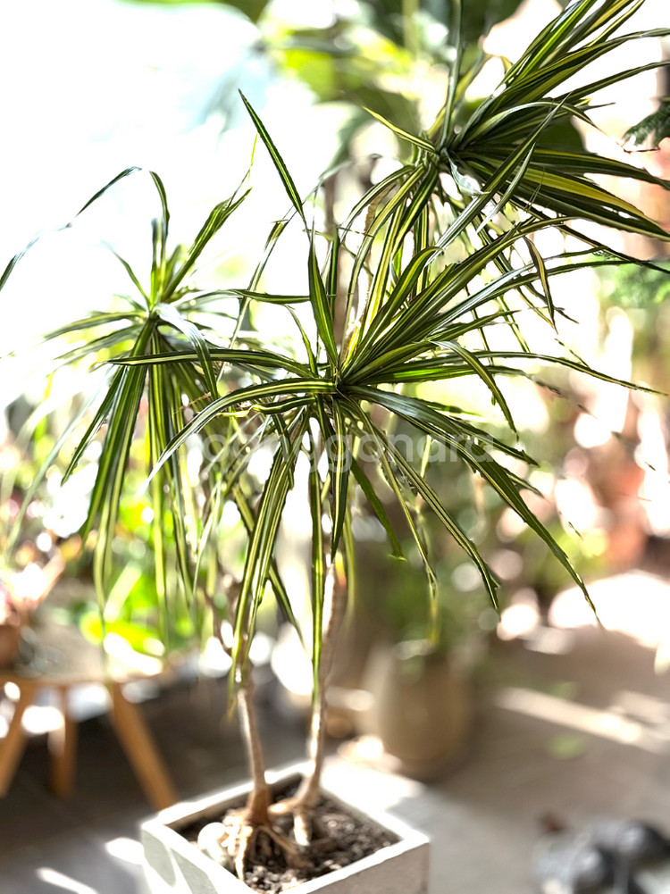 드라세나 마지나타--2