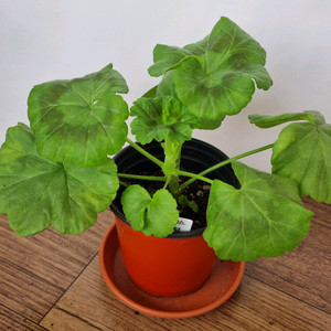 리조이스블라섬 제라늄