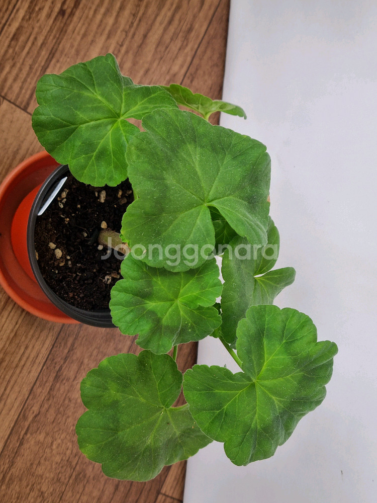 둥글델라로사 제라늄--1