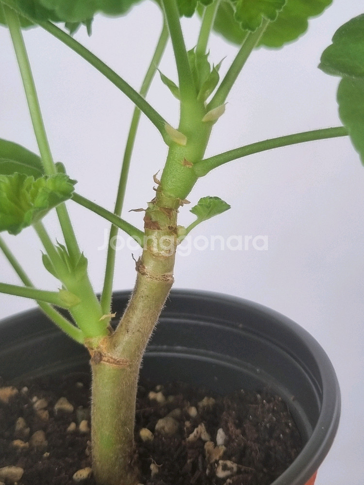 둥글델라로사 제라늄--2