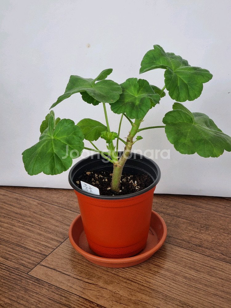 둥글델라로사 제라늄--0