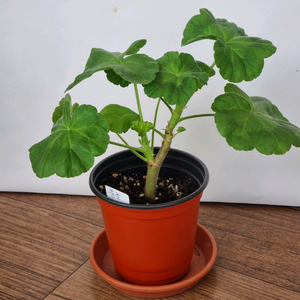 둥글델라로사 제라늄