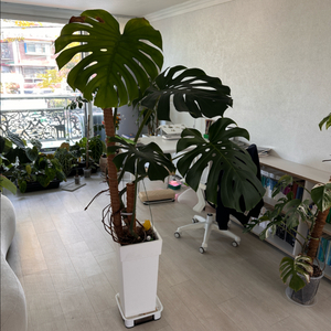 몬스테라 대형화분 분양합니다