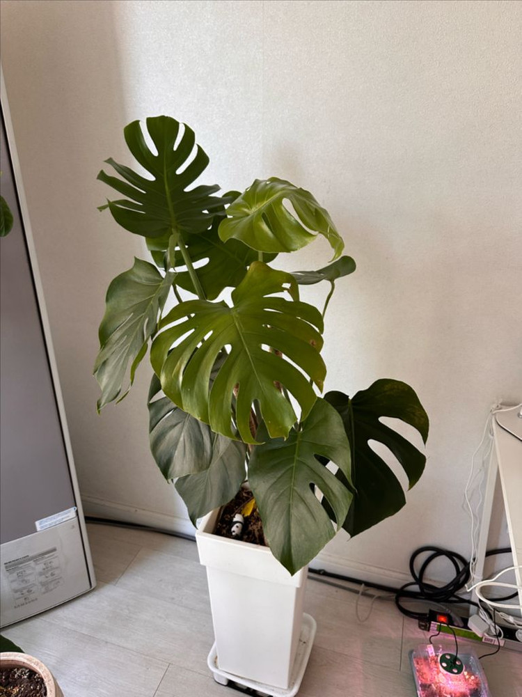 몬스테라 대형화분 분양합니다--3
