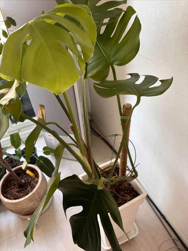 몬스테라 대형화분 분양합니다--4