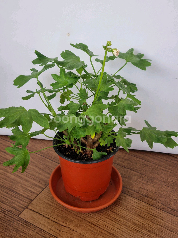 디어마이별사탕 제라늄(적심자국1)--0