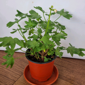 디어마이별사탕 제라늄(적심자국1)