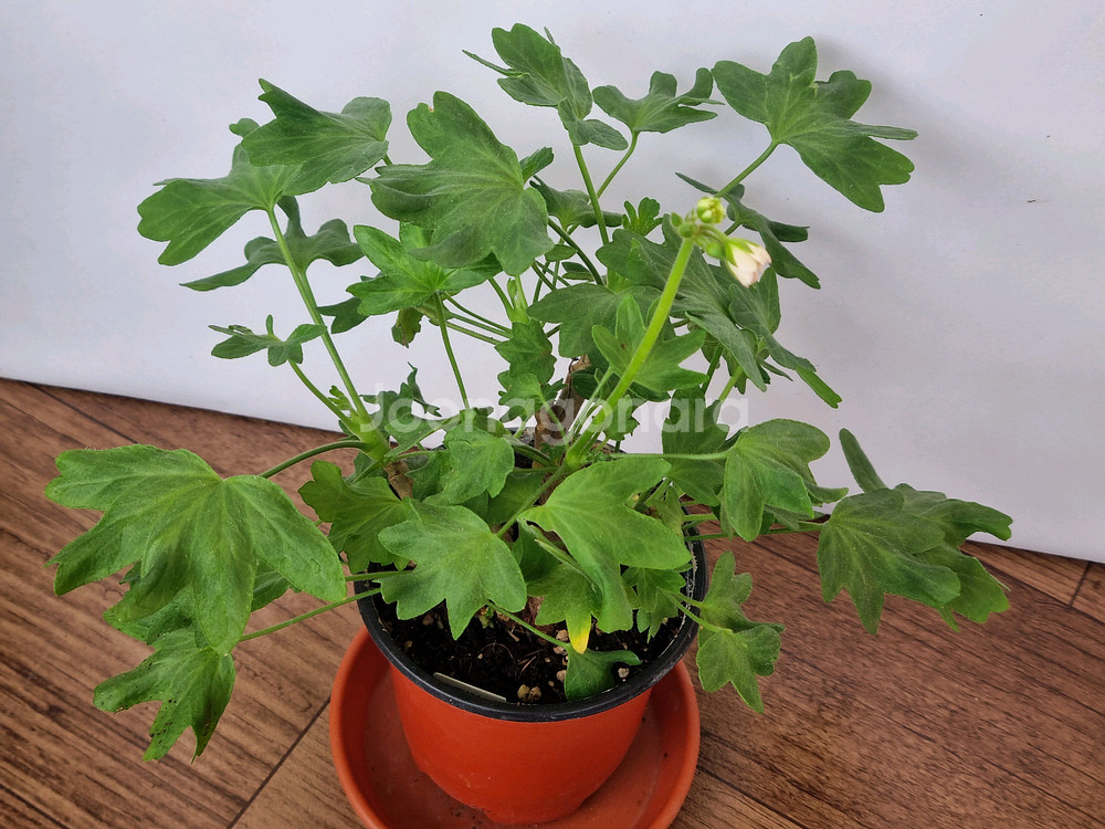 디어마이별사탕 제라늄(적심자국1)--1