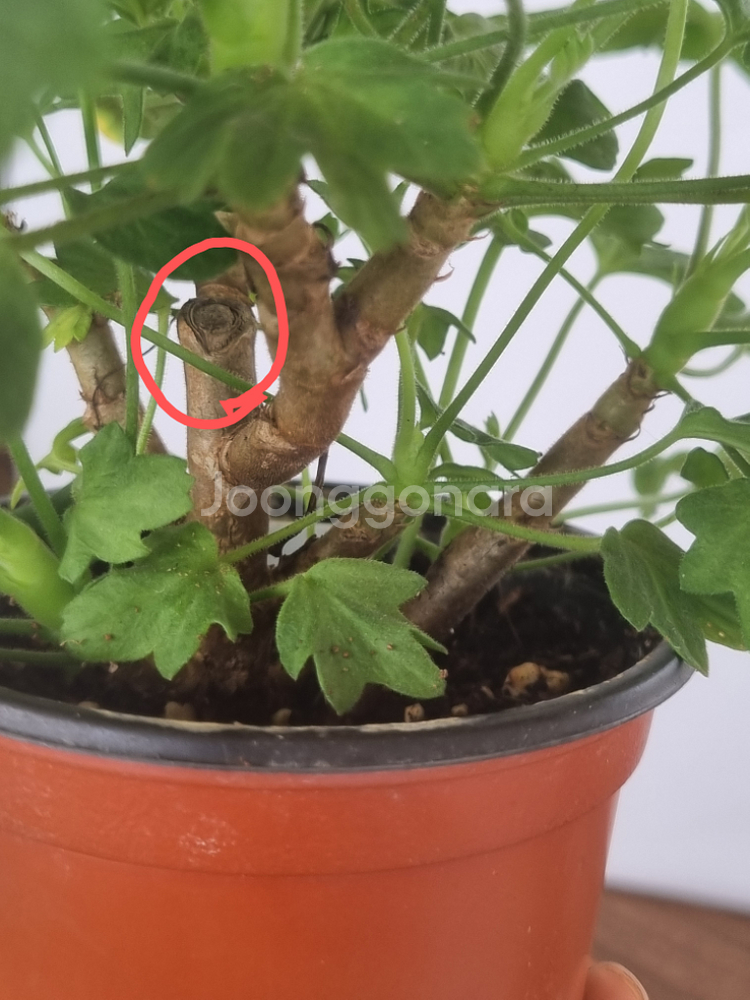 디어마이별사탕 제라늄(적심자국1)--4