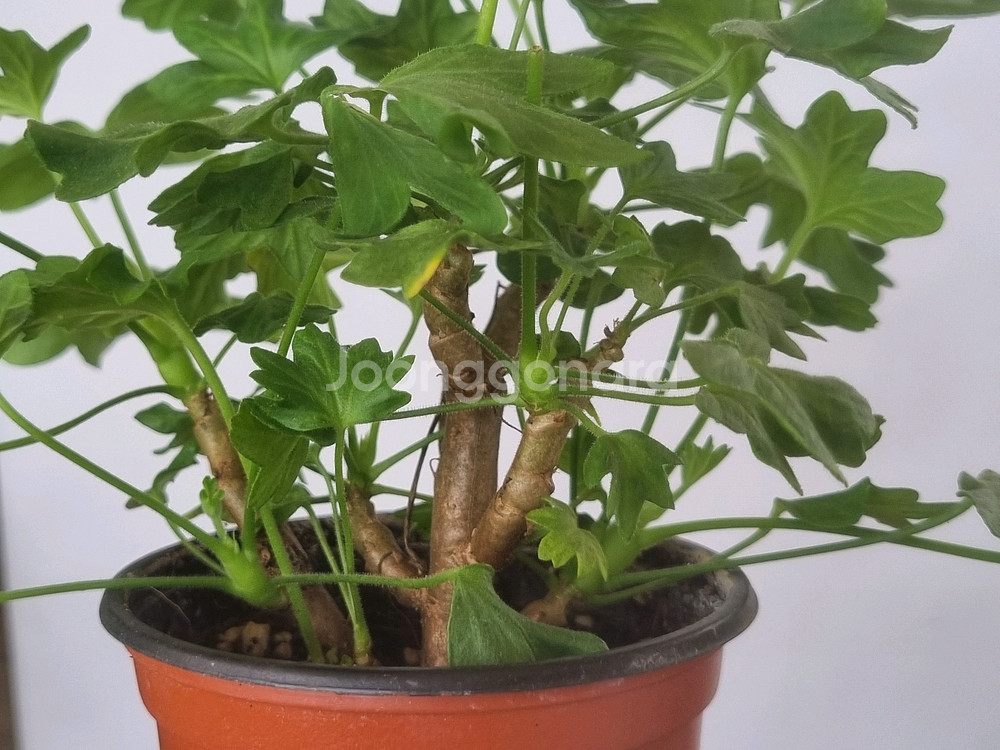 디어마이별사탕 제라늄(적심자국1)--2