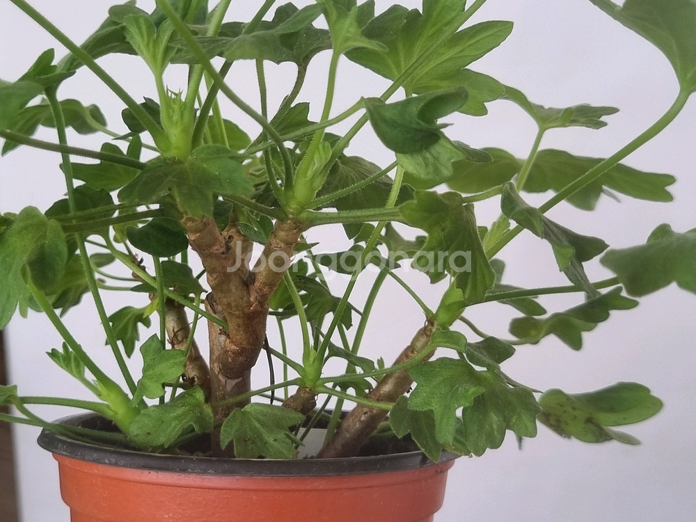 디어마이별사탕 제라늄(적심자국1)--3