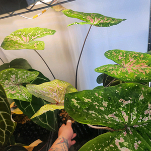 칼라디움 씨폼핑크