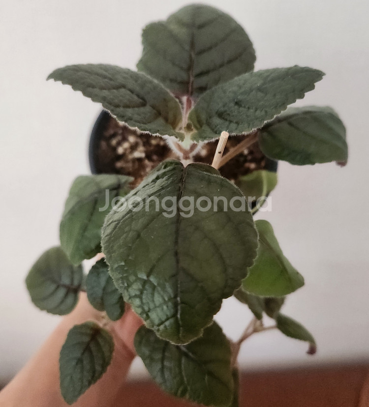 신닌기아.핫라바.큰구근--0