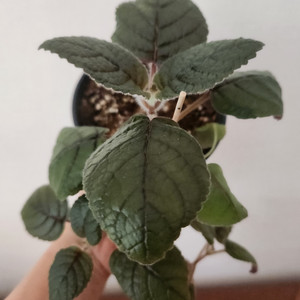 신닌기아.핫라바.큰구근