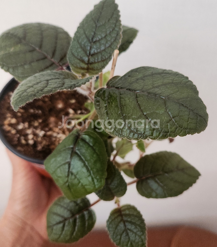 신닌기아.핫라바.큰구근--1