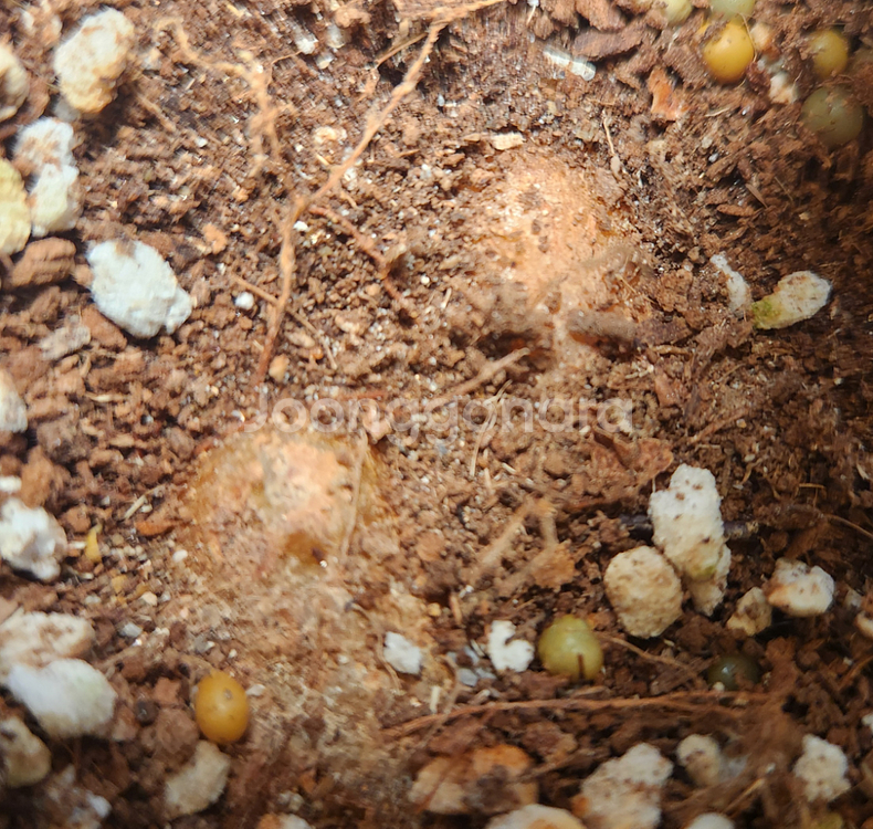 신닌기아.핫라바.큰구근--2