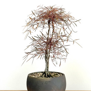 직희남천 (+두갸르송)