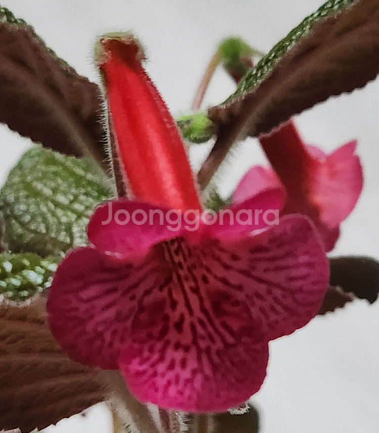 신닌기아.핫라바.큰구근--3