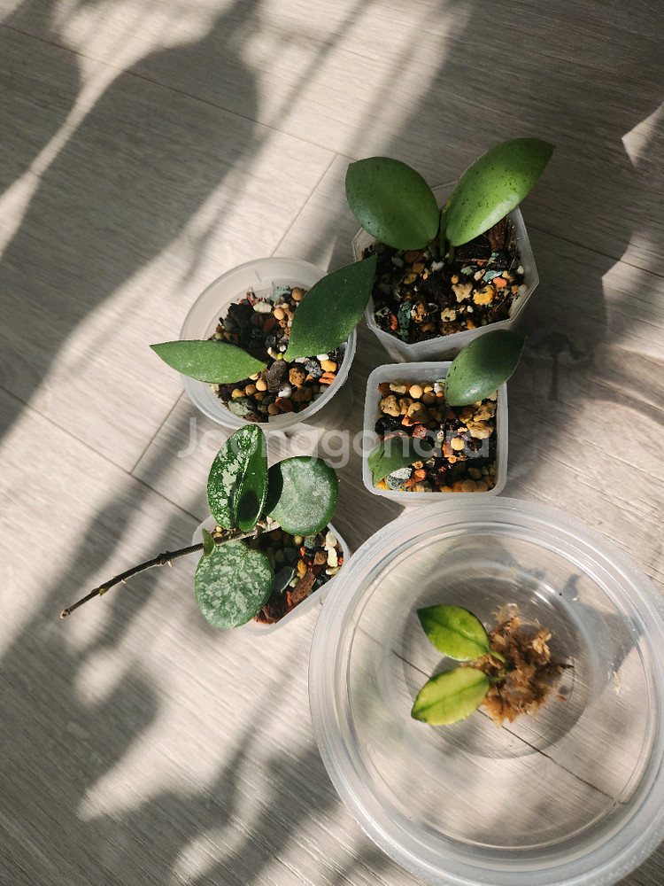 호야 5종세트--0