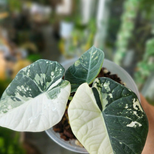 알로카시아 마하라니바리에가타