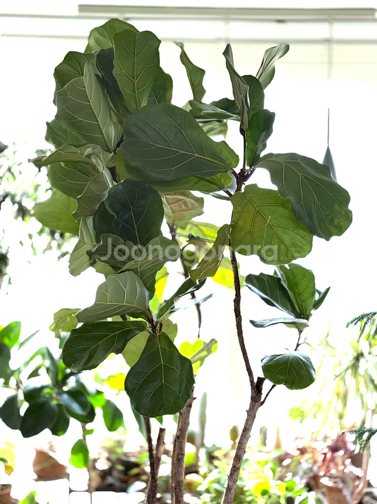 떡갈고무나무--1