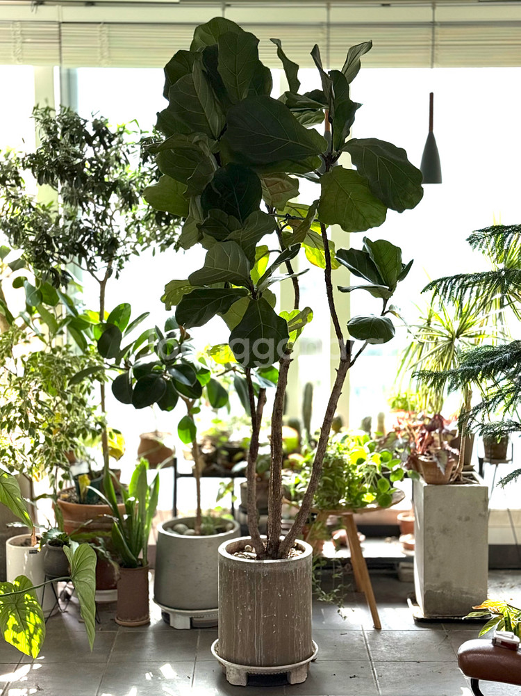 떡갈고무나무--0