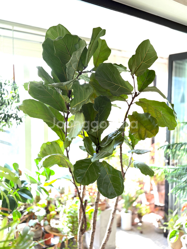 떡갈고무나무--2